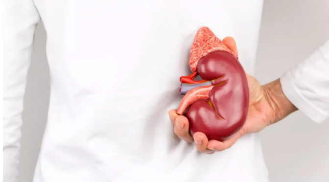 Pesquisa revela dados inéditos sobre saúde renal dos brasileiros