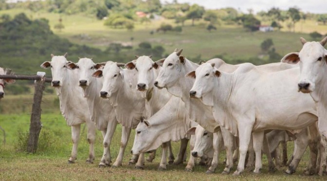 Fazenda Coqueiral, em Sairé, realizará pela primeira vez edição online do tradicional Leilão