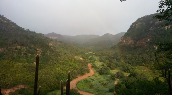 Estudo aponta que, em Pernambuco, mais da metade da Caatinga (51,06%) foi perdida