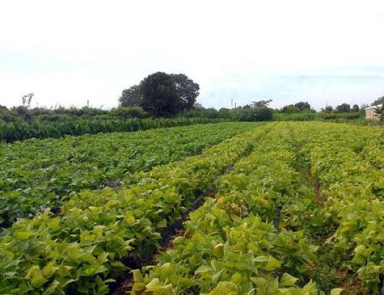 Crise atinge a agricultura familiar em Pernambuco