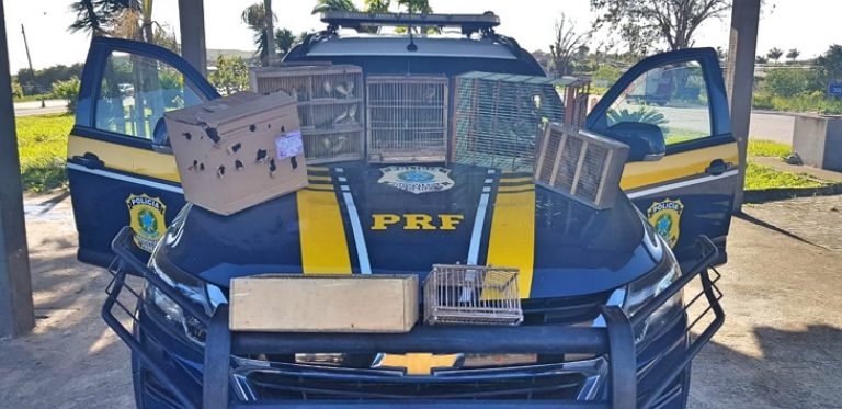 Em Pombos, latrocida é detido com 36 pássaros silvestres na BR-232