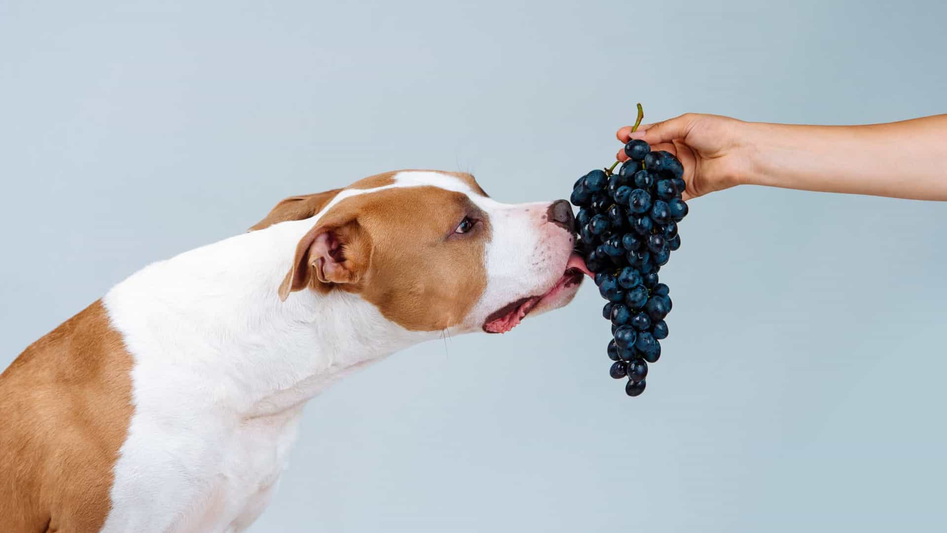 Está proibido! Quatro frutas que jamais pode dar ao seu cão