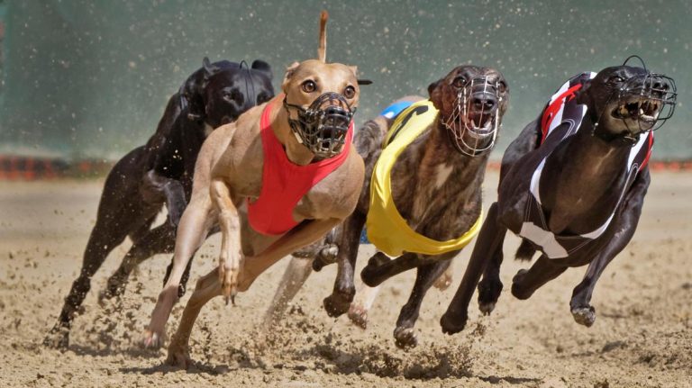 Como surgiu a tradição britânica de corrida de galgos — e por que ela permanece