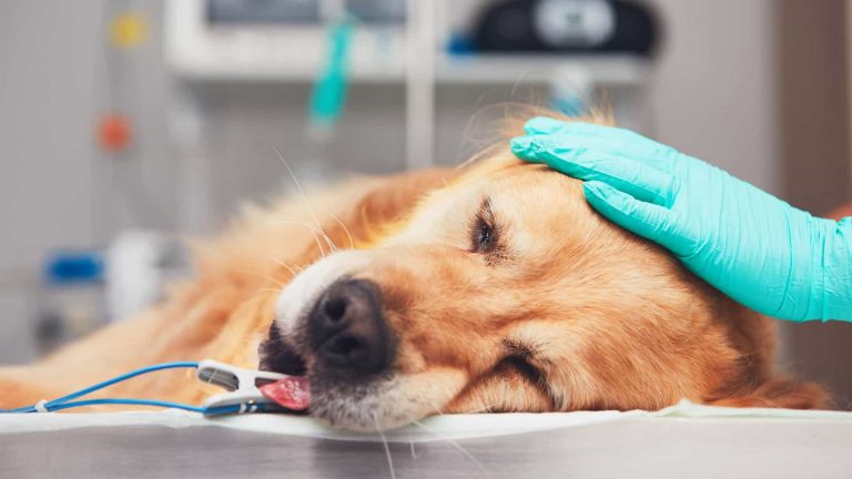 Quatro conselhos para cuidar de cães mais idosos