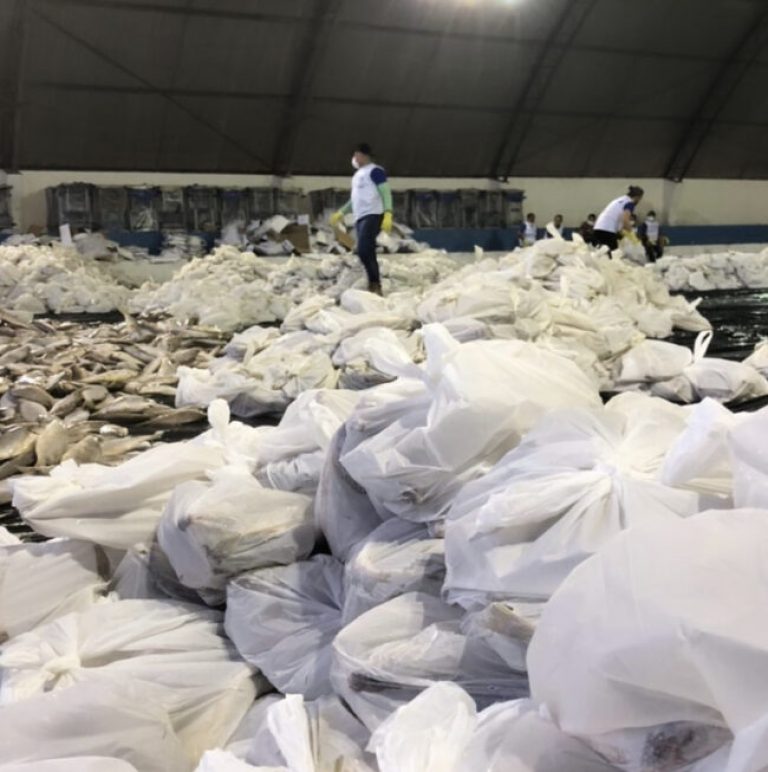 Prefeita de Primavera comanda distribuição de 13 toneladas de peixe à população