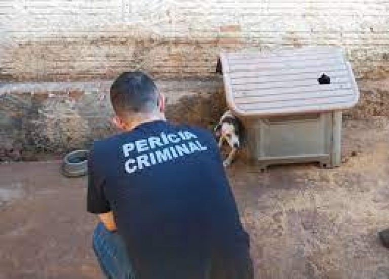 Agressor poderá ter que pagar gastos com tratamento de animal vítima de maus-tratos em Pernambuco