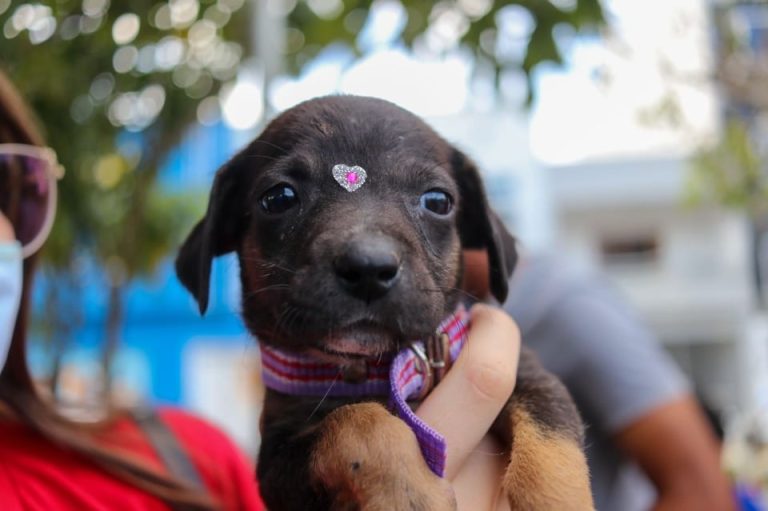 Em Vitória, abertura do Natal PET acontece neste domingo no Parque Bela Vista