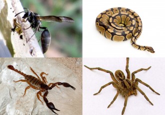 Vitória entre as cidades com o maior número de acidentes peçonhentos no Nordeste, segundo IDL