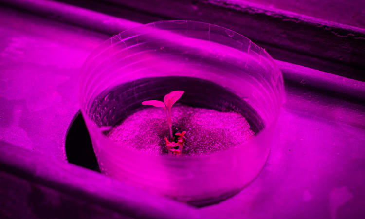 IFPE Vitória e empresa farão estudos científicos na área de desenvolvimento vegetal e Aquaponia com uso de LED