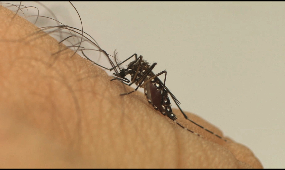Ministério da Saúde lançou a Campanha Nacional de Combate ao Aedes aegypti