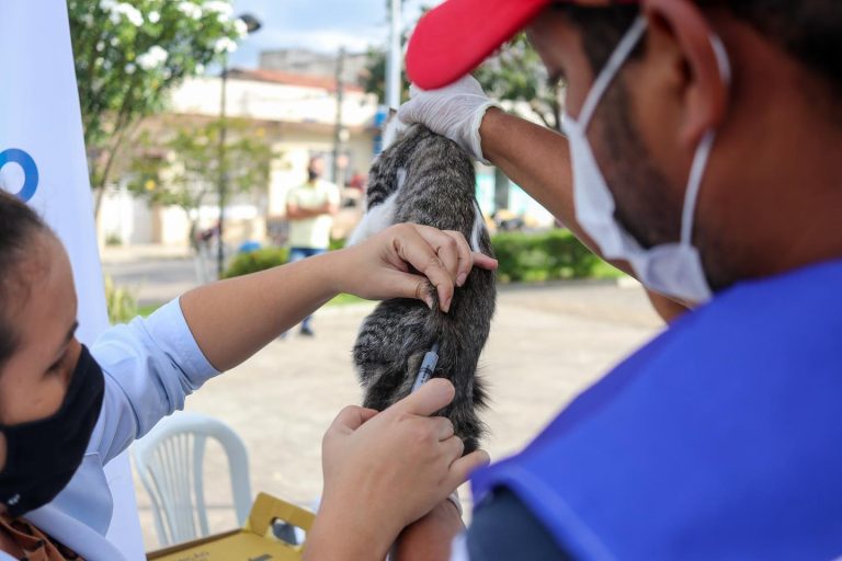 Vacinação antirrábica acontece neste sábado (5) em Vitória de Santo Antão