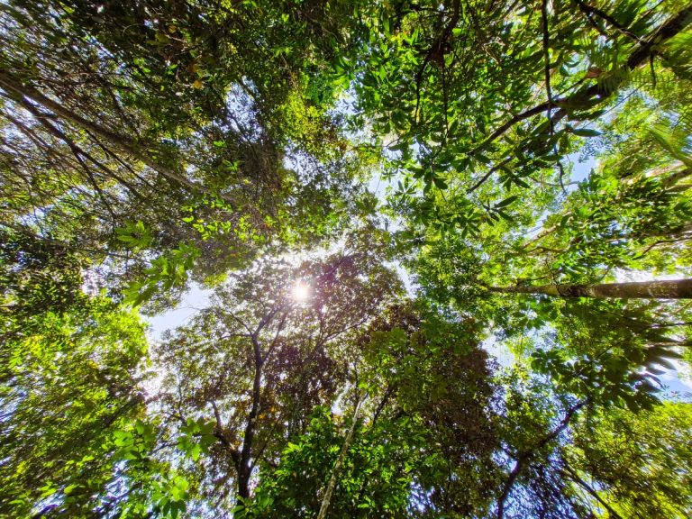 Pernambuco reduz desmatamento da Caatinga e Mata Atlântica pelo 2º ano consecutivo