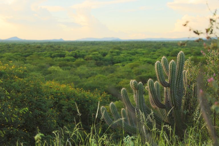 UFPE Vitória aprova projeto de inovação para uso de matéria-prima da Caatinga na produção de alimentos nutritivos e desidratados