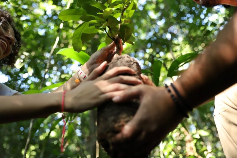 Abrem inscrições para o Edital Plantar Juntos Organizações Socioambientais; conheça