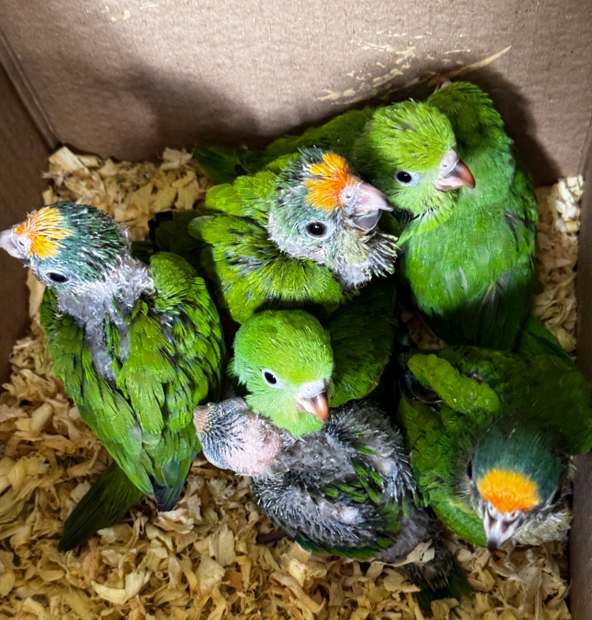 Aves vítimas do tráfico são abrigadas pelo Centro de Reabilitação da CPRH