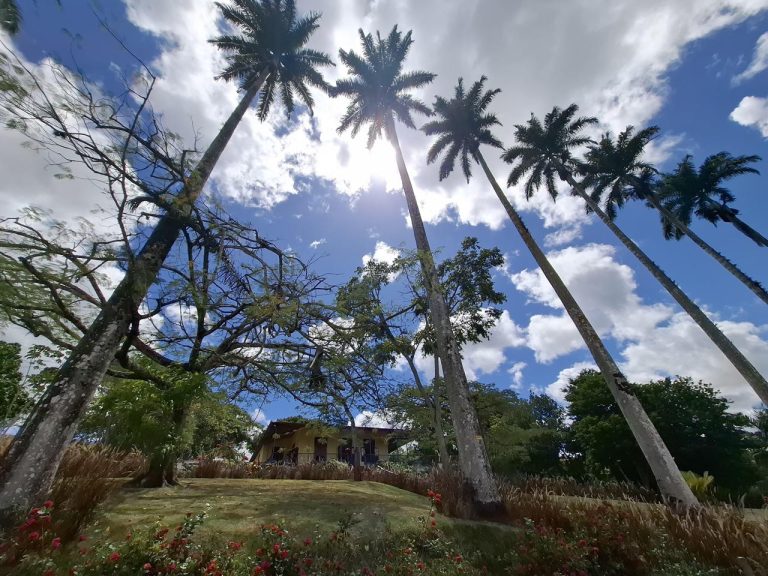 Engenhos da Mata Sul se reinventam e transformam tradição canavieira em roteiro turístico