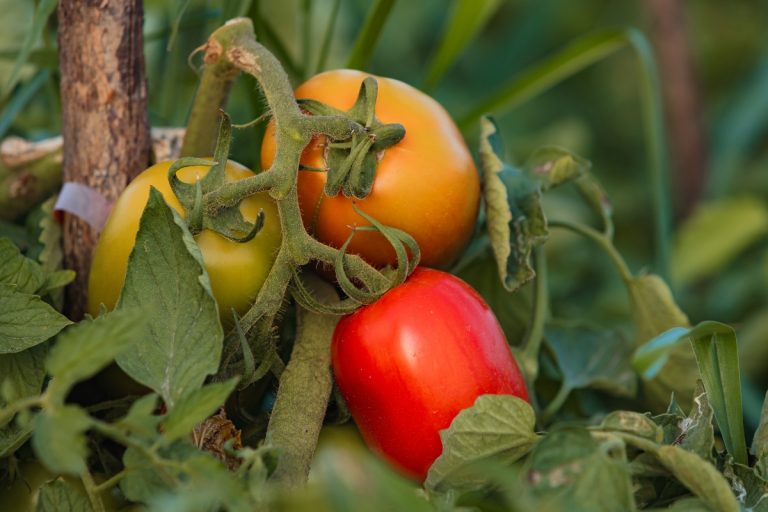 Bezerros segue como maior produtor de tomate de Pernambuco e um dos maiores do País