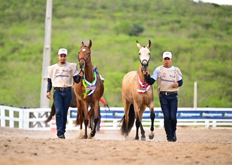 Vitória de Santo Antão sedia 2ª Copa dos Criadores do Cavalo Mangalarga Marchador
