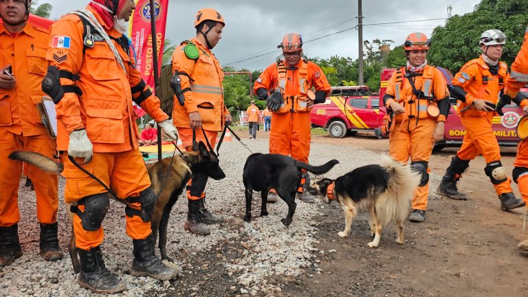 Cães de resgate do Bombeiros de Pernambuco reforçam operações nacionais de busca e salvamento