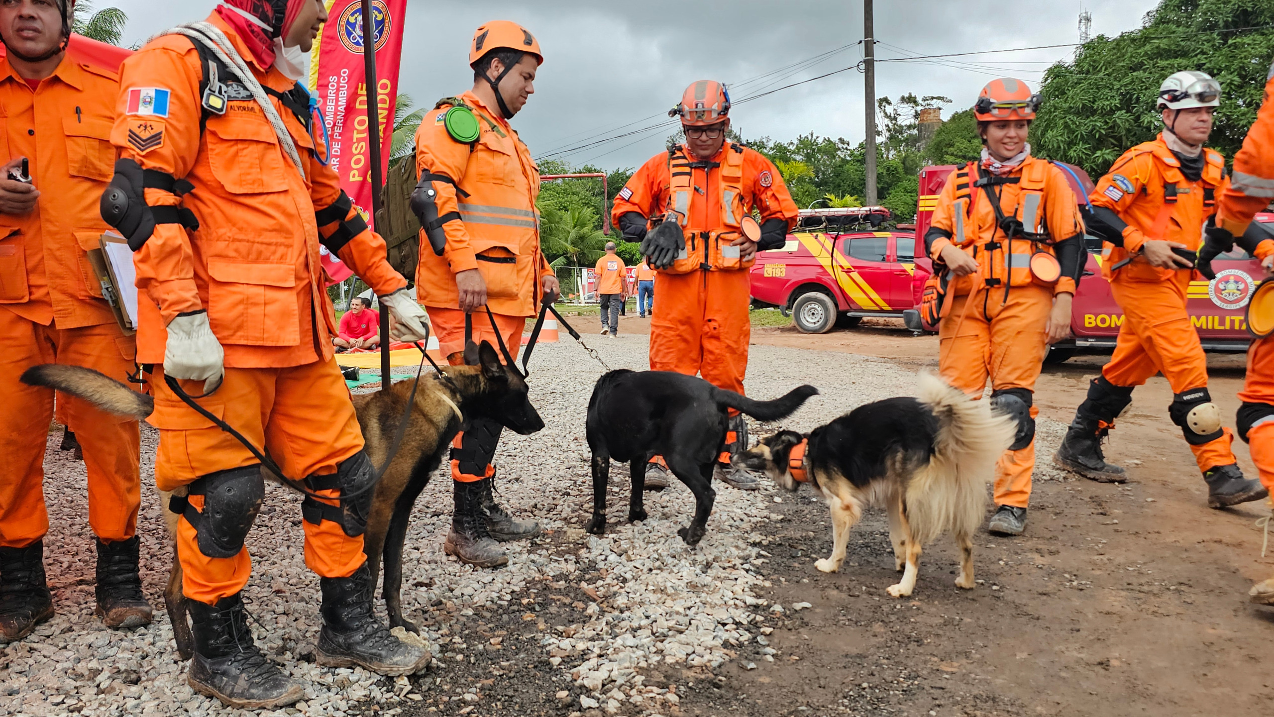 Cães de resgate do Bombeiros de Pernambuco reforçam operações nacionais de busca e salvamento