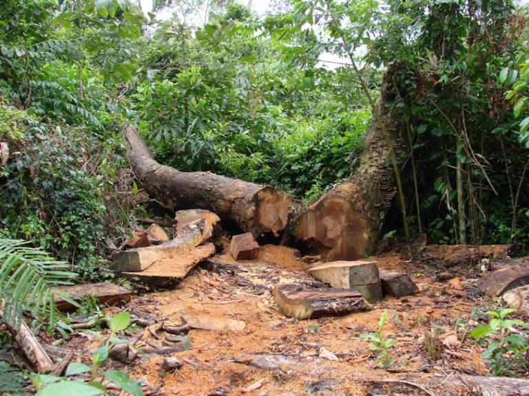 Justiça condena fazenda em Maraial por devastação de Mata Atlântica e impõe recuperação ambiental