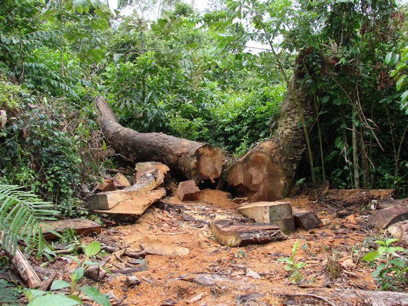 Justiça condena fazenda em Maraial por devastação de Mata Atlântica e impõe recuperação ambiental