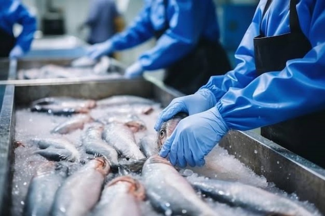 IFPE Vitória abre curso gratuito de Operador de Beneficiamento de Pescado
