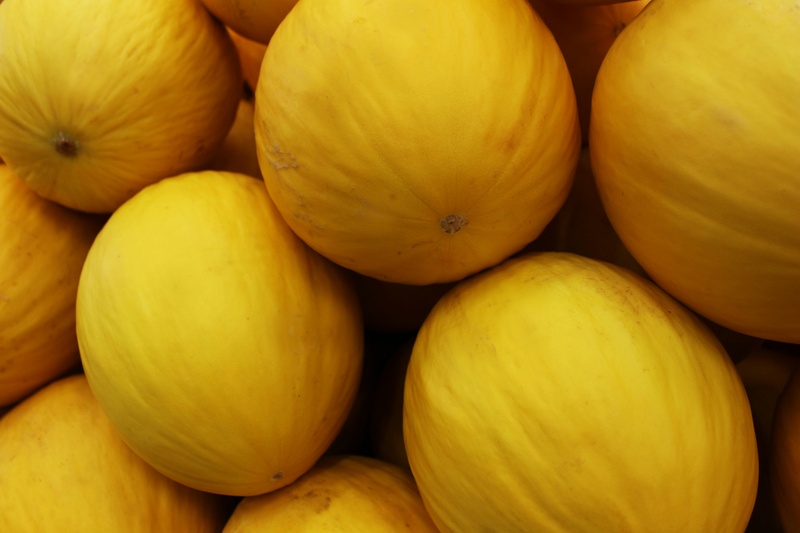 Sudene reúne dados sobre os principais produtos agrícolas do Nordeste